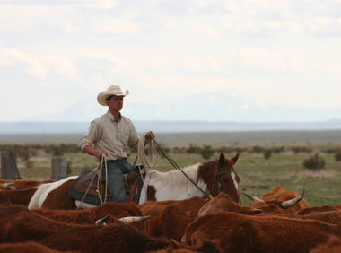 Cowboy rounding up cattle in Colorado with American Round-Up