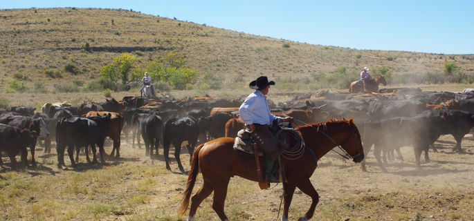 Best Cattle Drives in New Mexico with American Round-Up