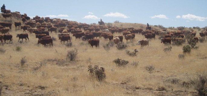 Moving cattle in Colorado with American Round-Up