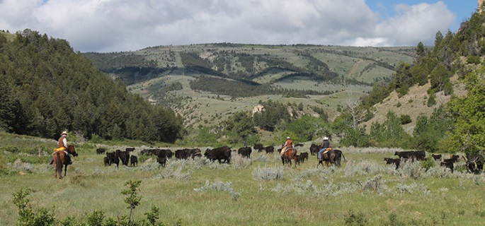 Cattle and Horse drives in Montana 