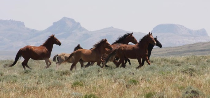 See the Mustang in Wyoming on horseback