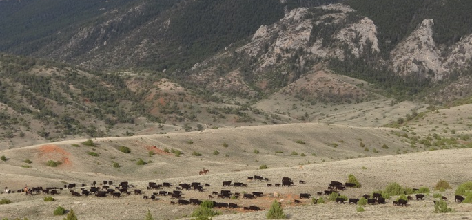 Wyoming cattle drive for an authentic ranch experience
