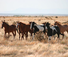 Gather horses at Chico Basin ranch during your stay