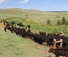 Cattle moving in montana
