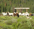 Nine quarter circle ranch horses