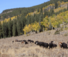 Cattle roundup at the Hideout luxury Guest Ranch with quality accommodation