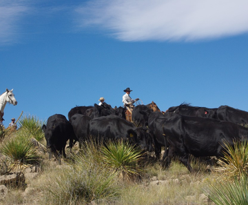 cattle preferred departure airport tailor call date email made drives