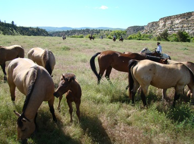 Dryhead horse drives