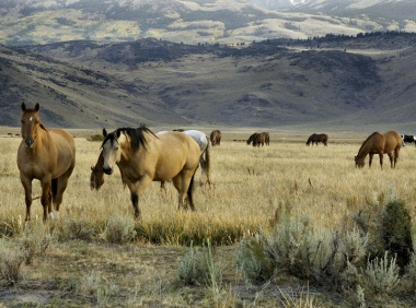 Horses in California to western ride on holiday