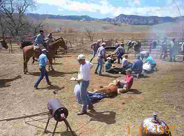 Branding cattle in Wyoming 