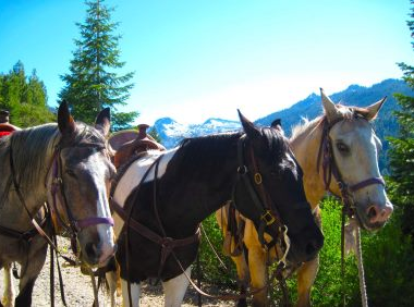 Coffee Creek Ranch California Dude ranch for families