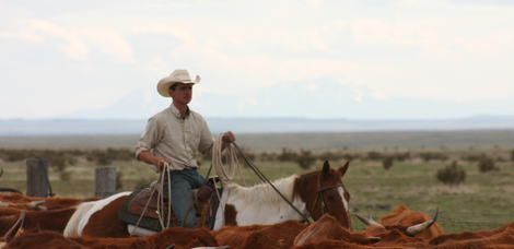 1385486266_chico_basin_ranch_cowboy_with_cows