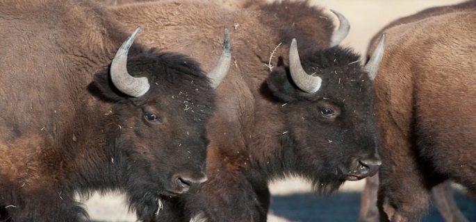 Bison at Zapata ranch by Steve Weaver