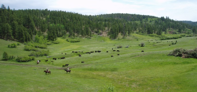 Kara creek working ranch