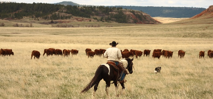 Working ranch in Wyoming