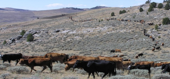Cattle round up in Wyoming