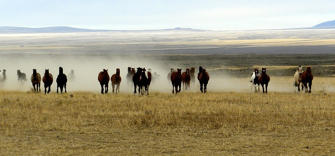 Horse drive in Idaho with American Round-Up