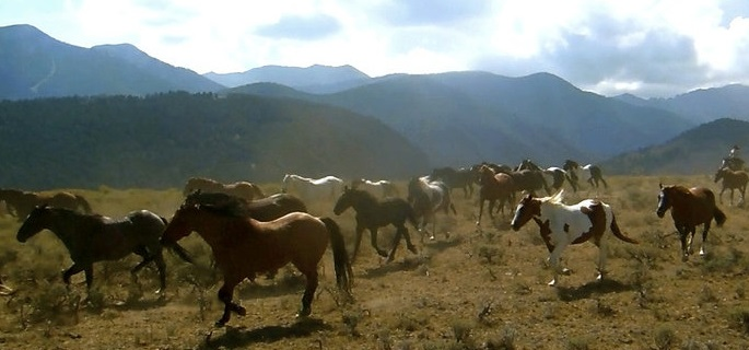 Fast riding rounding up horses in Idaho USA