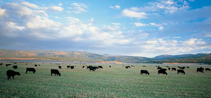 Montana luxury ranch with cattle