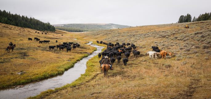 Double Rafter Pack Trips Wyoming