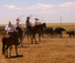 Cattle roundup in Colorado