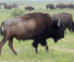 Buffalo at Zapata Ranch Credit Ronnie and Ciska Holtslag
