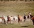 Credit Grace Phillips - Horses Colorado