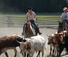 Cowgirls cutting cattle at the Vista Verde resort ranch in COlorado