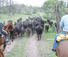 Wyoming working ranch moving cattle