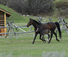 Montana horses