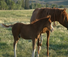 Best english riding in wyoming