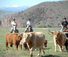 Wyoming ranch holiday moving cattle