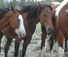 Good horses at Bitteroot Ranch in Wyoming