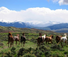 Great horses at this ranch in Wyoming