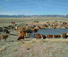 Wyoming cattle ranch