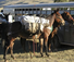 Wyoming pack trip with mules