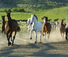 Good horses for ranch holiday in Canada