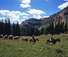 Triple J Ranch American Roundup