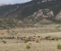 Dryhead cattle drive