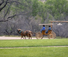 Buggy ride at Arizona Ranch