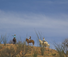 Good horse riding ranch in Arizona 