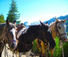 Coffee Creek Ranch California Dude ranch for families