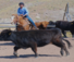 Team penning at Bitterroot Ranch Wyoming