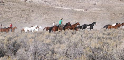 Cattle Drive America