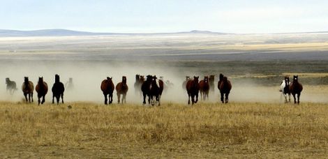 Silver Spur Horse Drive America